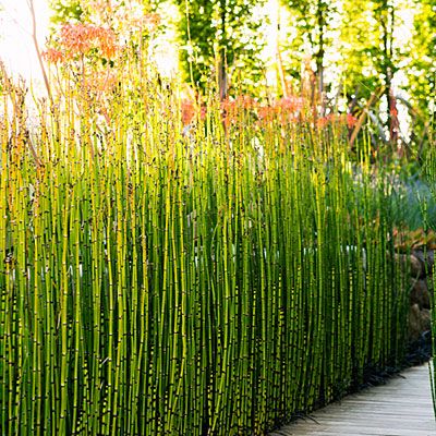 Green Walkway: A row of horsetail acts as a natural screen. Fringing it with black mondo grass below and coral aloe above creates a color-blocking effect. Green Walkway, Horsetail Plant, Black Mondo, Black Mondo Grass, Plant Combos, Architectural Plants, Privacy Plants, Aquatic Plant, Bamboo Garden