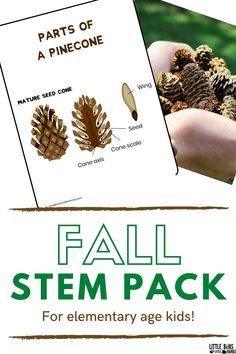 Pine Cone Stem Activities, Pinecone Theme Preschool, Pinecone Science Preschool, Agriculture Science, Tree Activities, School Gardens, Love Hands, Stem Subjects, Preschool Fall