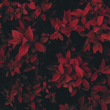 Dark botanical pattern, red leaves for nature lovers, mysterious vibes Black Mood Board, Dark Leaves Aesthetic, Red And Black Flowers Aesthetic, Dark Leaves Wallpaper Desktop, Red Leaf Aesthetic, Red Leafs Aesthetic, Leaf Aesthetic, Moody Red Florals, Black Mood