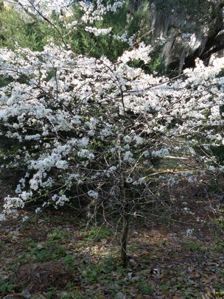 Chickasaw Plum, Mexican Plum Tree, Muckle Plum Tree, American Plum Tree, Plum Orchard, Plum Benefits, Newport Plum Tree, Wild Plum Tree, Raised Vegetable Gardens