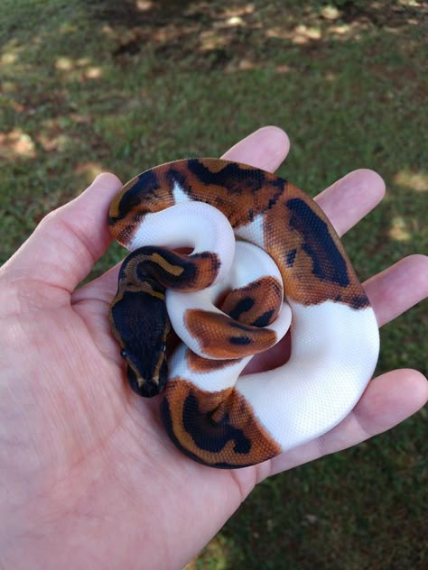 Baby Snakes, Cool Snakes, Pretty Snakes, Regnul Animal, Cute Reptiles, Cute Snake, Cute Small Animals, Beautiful Snakes, Pet Snake