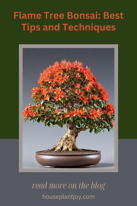 Discover the secrets to cultivating a breathtaking Flame Tree Bonsai. 🌳 Learn expert tips and techniques to create a masterpiece. #Bonsai #GardeningTips #PlantCare Bonsai Making, Bonsai Tree Types, Flame Tree, Bonsai Plants, Bonsai Tree, Backyard Ideas, Plant Care, Gardening Tips, Need To Know