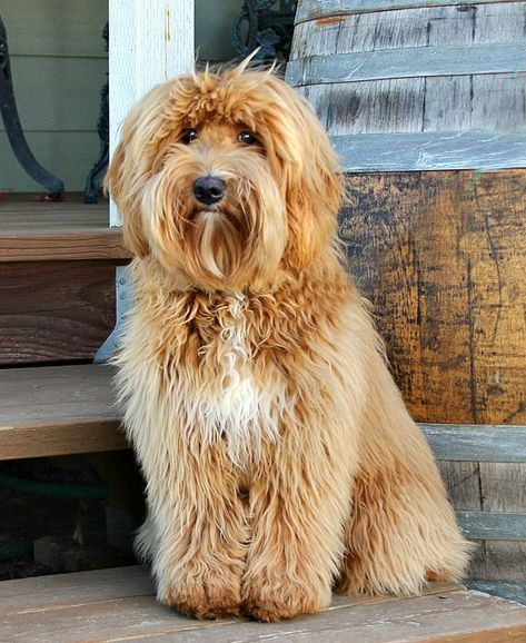 Labradoodle History Extra Long Hair, Australian Labradoodle, Cute Dogs And Puppies, Dog Training Tips, Cute Animal Photos, Labradoodle, Goldendoodle, Animal Photo, Dog Training