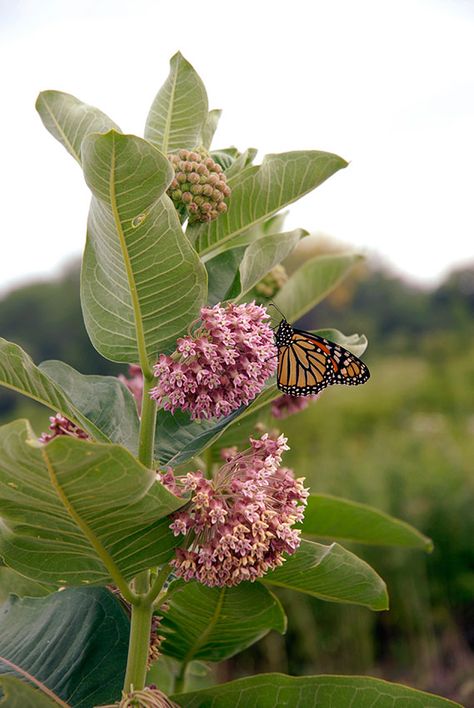 Monarch Butterfly Garden, Butterfly Garden Plants, Judy Chicago, Butterfly Habitat, Milkweed Plant, Prairie Garden, Chicago Botanic Garden, Butterfly Plants, Hummingbird Garden