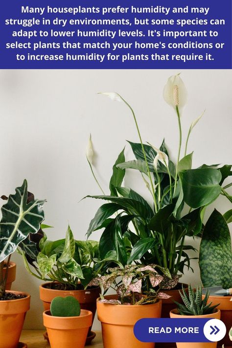 "Houseplants, indoor gardening, plant care, humidity levels, dry 
environments, plant adaptation, houseplant health, indoor plant growth, 
moisture requirements, gardening tips" Best Houseplants, Indoor Orchids, Indoor Greenery, Plant Parent, Orchids Garden, Healthy And Happy, Pest Control, Plant Care, Gardening Tips