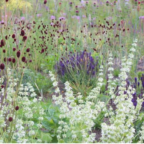 Jelle Grintjes on Instagram: "Sanguisorba 'Chocolat Tipp' with Salvia verticilata 'Alba' and Salvia 'Wesuwe'." Salvia Amethyst Lips, Salvia Wesuwe, Flower Field, Seeds, Amethyst, Home And Garden, Lips, Plants, Flowers