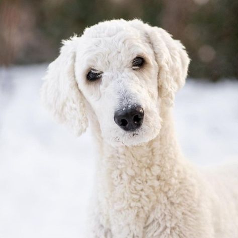 White Standard Poodle, Standard Poodle Haircuts, Poodle White, Poodle Haircut, Poodle Cuts, Dog Haircuts, Standard Poodle, Beloved Dog, Service Dogs