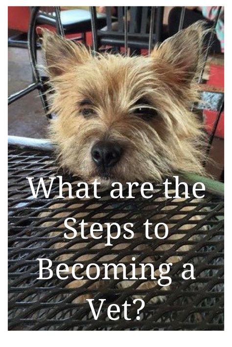 Ryan's story proves that the steps to becoming a vet can be varied and it is never too late to follow your dream. He started vet school in his 30's and has never been happier. #Vetschool #veterinarystudents #veterinarian Veterinarian Career, Veterinarian School, Becoming A Veterinarian, Vet Technician, Never Been Happier, Veterinary School, Vet Medicine, Dog Hotel, Vet Assistant