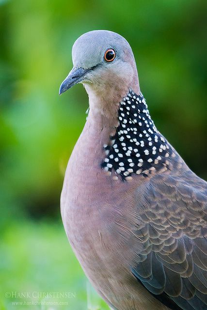 Cute Pigeon, Dove Pigeon, Birds Wallpaper, Bird Quotes, Pigeon Pose, Dove Bird, Turtle Dove, African Grey Parrot, Bird Wallpaper