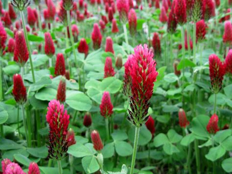 Tribute to Crimson Clover Crimson And Clover, Crimson Clover, Nitrogen Fixation, Cement Table, Cover Crops, Rock Waterfall, Outdoor Kitchen Bars, Community Gardens, Red Blossoms