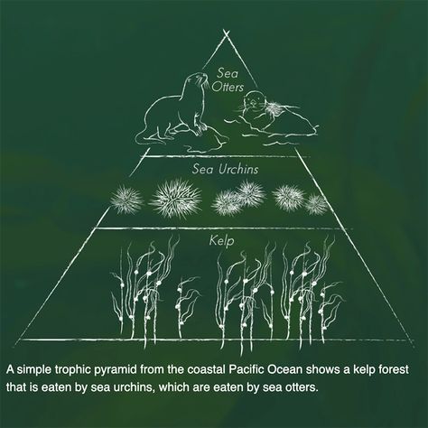 Exploring Trophic Cascades Trophic Level, Ap Environmental Science, Keystone Species, Forest Ecosystem, High School Biology, Kelp Forest, Learning Targets, Ap Biology, Food Web