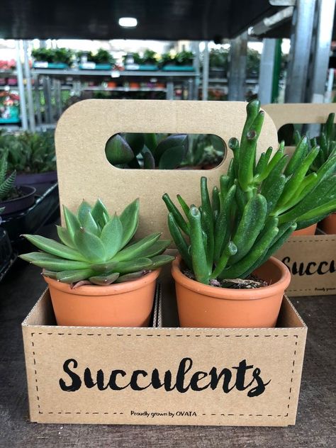 Small Cactus Plants, نباتات منزلية, Flower Gift Ideas, Handmade Packaging, Crassula Ovata, Flower Store, Flower Bar, Home Vegetable Garden, Tree Shop