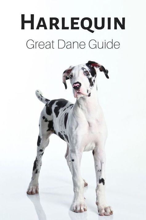 A guide to recognizing a harlequin Great Dane as well as the full breed standard and commonly asked questions about this wonderful Great Dane color. #greatdane #dogcolors Great Dane Information, Harlequin Great Dane Puppy, Great Dane Colors, Great Dane Facts, Merle Great Danes, Harlequin Great Dane, Harlequin Great Danes, Puppy Find, Dane Puppies