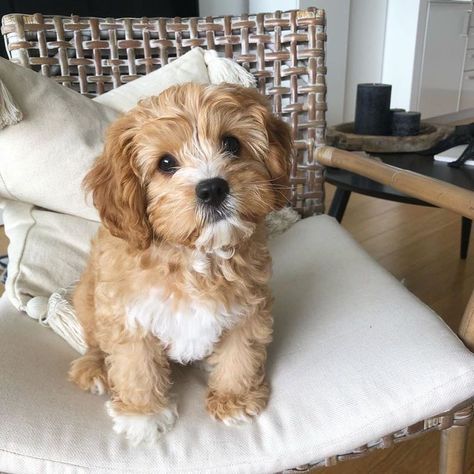 Dream Future, Cavapoo Puppies, Super Cute Puppies, Dream Dog, Really Cute Dogs, Baby Animals Pictures, Cute Little Puppies