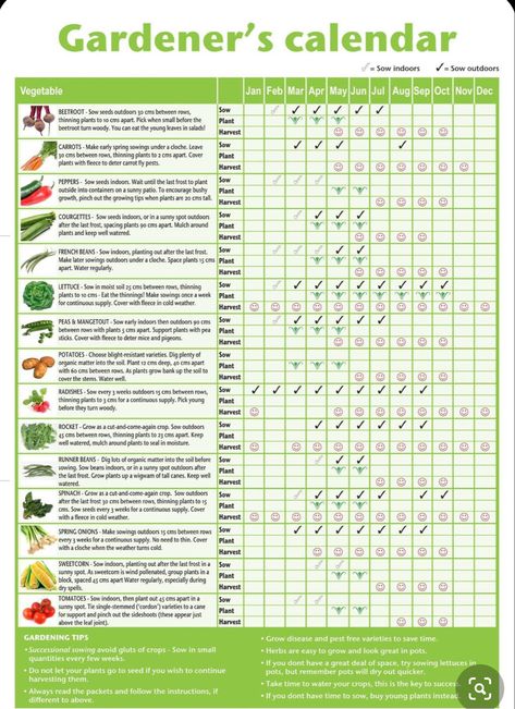 Seed Planting Calendar, Allotment Planner, Vegetable Planting Calendar, Modern Planting, Growing Calendar, Vegetable Planting Guide, Seed Planting, Planting Calendar, Planting Guide