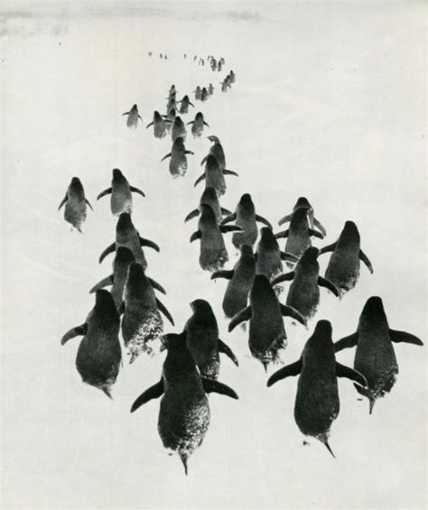 March of the Penguins Pinguin Illustration, March Of The Penguins, Penguin Love, Inspiring Things, Animal Planet, Animal Photo, A Group, Beautiful Creatures, Animal Kingdom