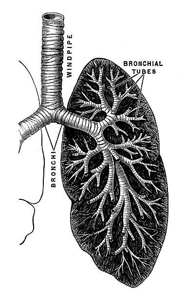 28,027 Stock Photos, Pictures & Royalty-Free Images - iStock Physiology Tattoo, Lung Aesthetic, Respiratory System Aesthetic, Vintage Medical Art, Lungs Anatomy, Sustained Investigation, Lung Anatomy, Perfect Images, Respiratory Therapy