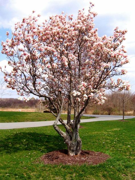 Jane Magnolia Tree, Jane Magnolia, Tulip Magnolia, Magnolia Stellata, Tulip Tree, Low Maintenance Shrubs, Privacy Trees, Magnolia Tree, Tree Nursery