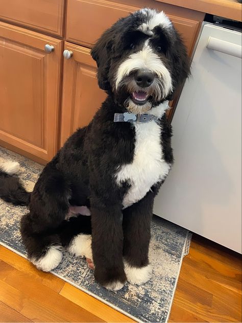 Sheepadoodle Haircut, Black Sheepadoodle, Aussiedoodle Grooming, Doodle Haircuts, Dog Haircut, Goldendoodle Grooming, Dream Puppy, Sheepadoodle Puppy, Puppy Grooming