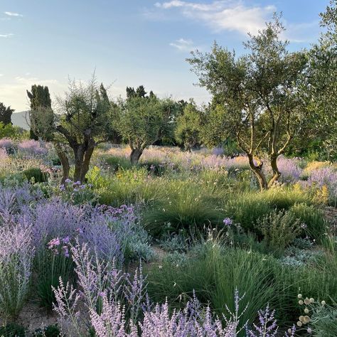 Tom Stuart-Smith Studio on Instagram: “Beautiful morning light setting off the planting at one of our current projects in Mallorca. Terraced areas surrounding the traditional…” Tom Stuart Smith, Valley Landscape, Carmel Valley, High Maintenance, Landscape Plans, White Gardens, Beautiful Morning, California Homes, Morning Light