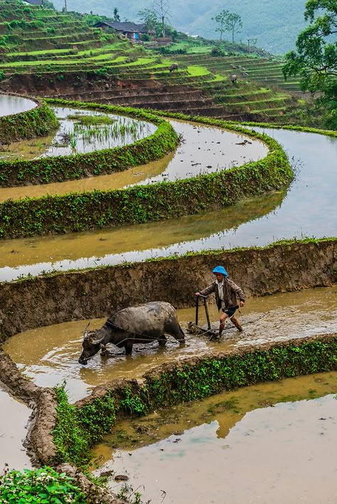 Farmer and water buffalo working in the rice terraces of the Muong Hoa Valley near Sapa. northern Vietnam. Agriculture Pictures, Rice Farming, Rural China, Agriculture Photography, Northern Vietnam, Filipino Art, Village Photos, Rice Field, Village Photography