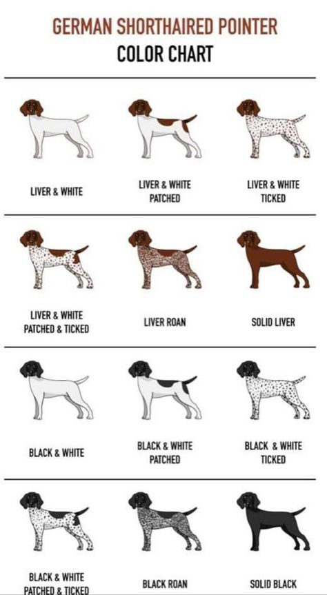 German Shorthaired Pointer Black, Gsp Dogs, Shorthair Pointer, Short Haired Pointer, Gsp Puppies, German Shorthaired Pointer Dog, Pointer Puppies, Dog Anatomy, Pet Guinea Pigs