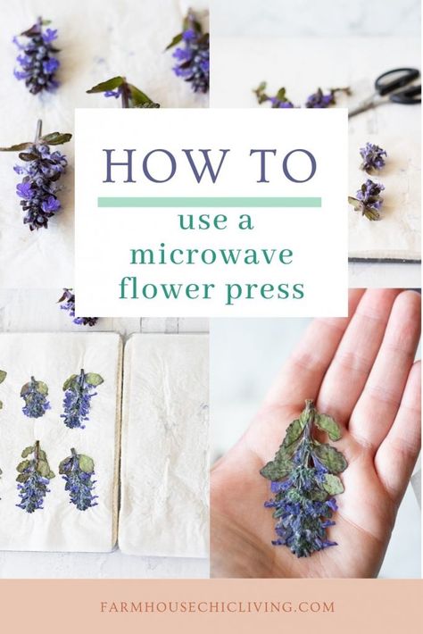 How to Use a Microwave Flower Press to Dry Flowers Quickly Microwave Flower Drying, Dry Flowers In Microwave, How To Dry Flowers In Microwave, Microwave Flowers, Diy Flower Press, Microwave Flower Press, Herb Ideas, How To Dry Flowers, Purple Salvia