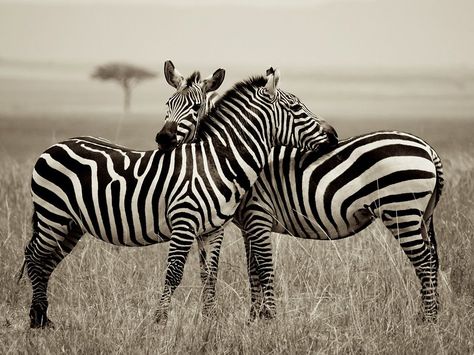 Zebra Picture -- Animal Wallpaper -- National Geographic Photo of the Day www.ilove-Africa.com Zebra Pictures, Zebra Wallpaper, Backgrounds Iphone, Zebras Animal, African Animals, National Geographic Photos, Animal Wallpaper, Animal Photo, Nature Animals