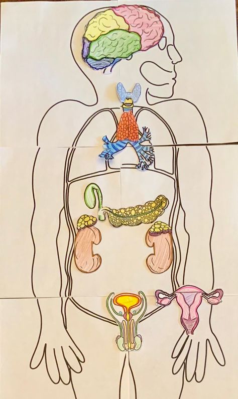 Endocrine System Project Ideas, Endocrine System Project, Endocrine System Model, Endocrine System Art, Endocrine System Activities, The Body Systems, Endocrine System Nursing, Free Human Body, Cranial Nerves Mnemonic