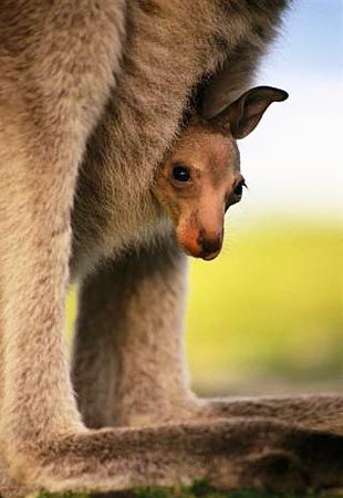 Kangaroo Eastern Grey Kangaroo, Grey Kangaroo, Australian Mammals, Animals Australia, Aussie Animals, Frans Lanting, Baby Kangaroo, Gorgeous Animals, Wildlife Habitat