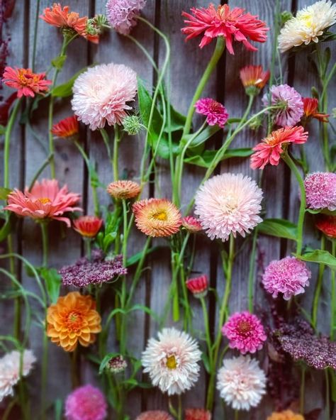 Chinese aster 'King size apricot' 🌸 Scabiosa 'Beaujolais bonnets' 🌸 Strawflower 'Salmon rose' 🌸 Calendula 'Orange flash' 🌸 Scabiosa 'Salmon… Garden Inspiration, Garden Design, Flash, Silk, Plants