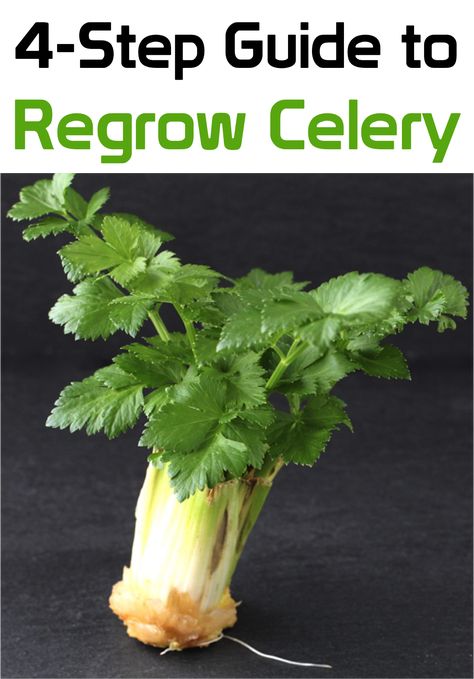 Grow Celery From Scraps, How To Grow Celery From Scraps, Regrow Celery From Scraps, Growing Celery From Scraps, How To Grow Celery From Stalk, How To Regrow Celery, How To Grow Celery, Allotment Planning, Regrow Celery