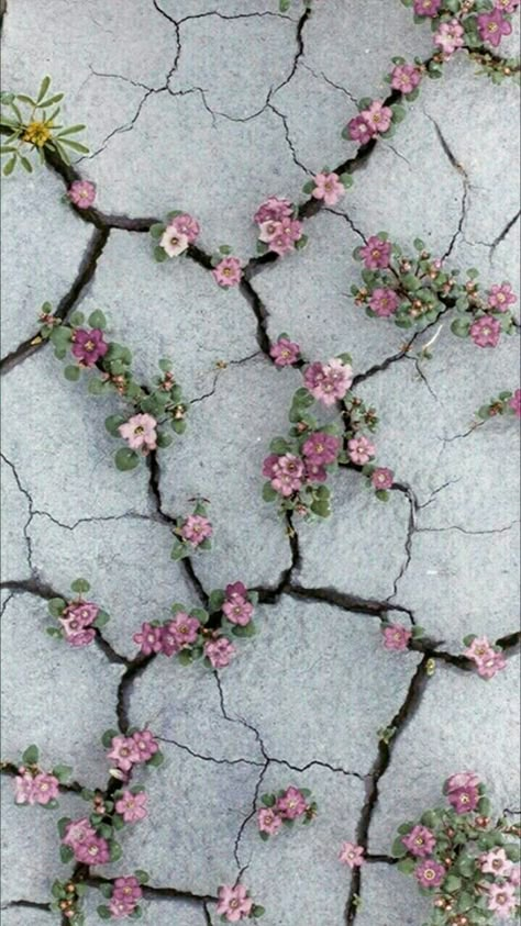 Flowers Growing, Pink Flowers, Iphone Wallpaper, Iphone, Flowers, Pink