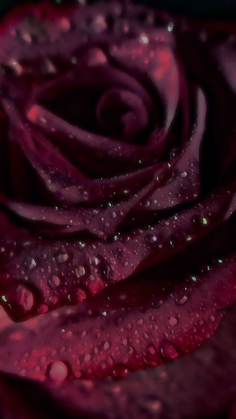 Pink And Black Background Aesthetic, Burgundy Wallpaper, Burgundy Background Aesthetic, Maroon Aesthetic, Burgundy Aesthetic, O J Simpson, Wine Rose, Rosé Aesthetic, Beautiful Dark Art