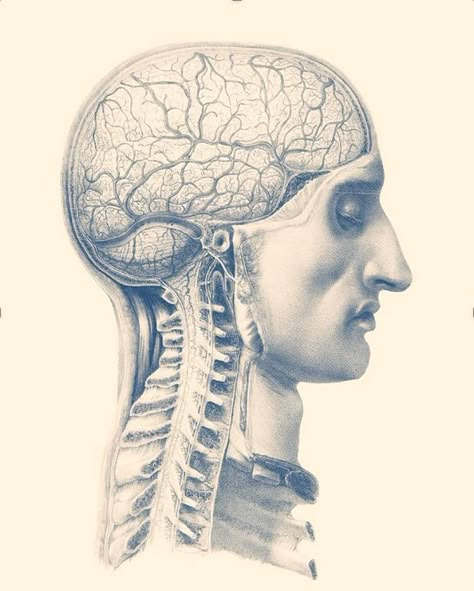 Spinal Anatomy, Palm Springs Pool Party, Anatomy Vintage, Anatomy Prints, Brain And Spine, Side View Drawing, View Drawing, Vintage Anatomy, Drawing Vintage