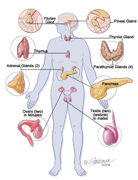 Brain Lobes, Yoga History, Anatomy Organs, Ap Psychology, Cervical Pain, Acupressure Therapy, Systems Art, Brain Structure, Human Body Parts