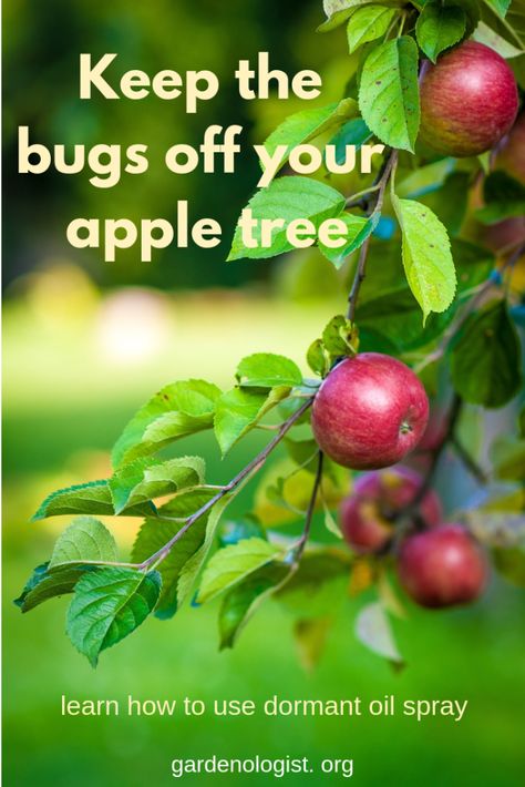 Caring For Apple Trees, How To Care For Apple Trees, How To Prune Apple Trees, Growing Apple Trees, Apple Tree Care, Pruning Apple Trees, Tree Orchard, Fruit Trees Backyard, Gardener Aesthetic