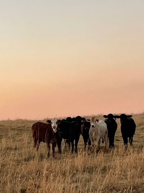 Field Of Cows Aesthetic, Cow Field Aesthetic, Field With Cows, Cows In Pasture, Cow In A Field, Cows In A Field, Cow Field, Maine Aesthetic, Cow Photography