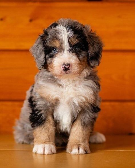 Mini Ausidoodle, Aussie Mountain Doodle, Australian Mountain Doodle, Pretty Doodles, Aussie Doodle Puppy, Mountain Doodle, Mountain Doodles, Aussie Doodle, Aussiedoodle Puppies