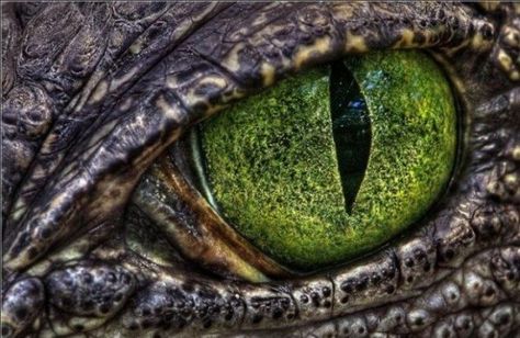 Crazy Macro photography of eyes - Album on Imgur Crocodile Eyes, Reptile Eye, Eye Images, Creatures Of The Night, Dragon Eye, Crocodiles, Reptiles And Amphibians, Eye Art, Dragon Art