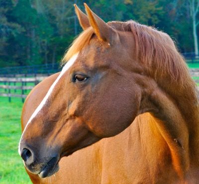 Horse Faces, Horse Fly Mask, Brick Face, Losing Hair, Fly Spray, Fly Control, Gorgeous Horses, Horses Riding, Horse Grooming