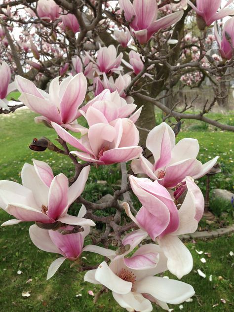 Saucer Magnolia tree flowers Textiles Flowers, Saucer Magnolia Tree, Plant Taxonomy, Saucer Magnolia, Goddess Garden, Header Flower, Tulip Magnolia, Knot Garden, Magnolia Tattoo