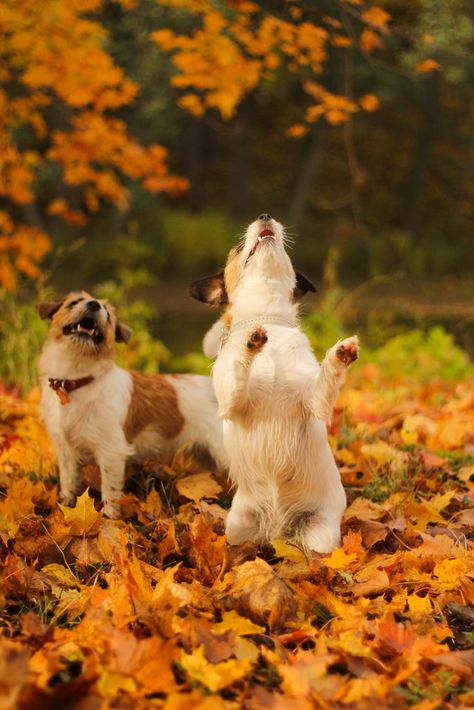 Russell Terrier, White Terrier, Bull Terrier Dog, Jack Russell Terrier, Family Dogs, Pitbull Terrier, Bull Terrier, Jack Russell, Large Dogs