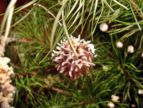 How to make Christmas ornaments out of sweet gum balls Sweet Gum Tree Crafts, Sweet Gum Tree, Making Christmas Ornaments, Make Christmas Ornaments, How To Make Snowflakes, Sweet Gum, Gum Tree, Dried Oranges, Botanical Artwork