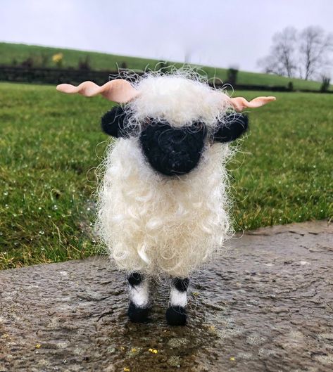 The cutest sheep in the world. (Valais Blacknose) #aww #cute #animals #cats #dogs Valais Black Nose Sheep, Calais Black Nose Sheep, Black Nose Sheep, Blacknose Sheep, Valais Blacknose, Valais Blacknose Sheep, Fluffy Cows, Black Nose