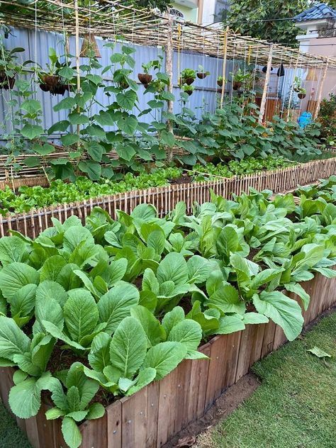 Small Vegetable Garden Design, Small Vegetable Garden, Home Screen Wallpapers, Vertical Container Gardening, Food Forest Garden, Vertical Vegetable Gardens, Dream Backyard Garden, Photography Decoration, Inside Garden