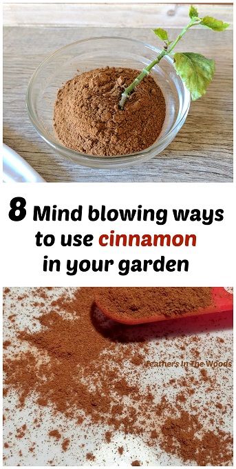 8 Reasons why plants love cinnamon (These really work!) Cinnamon Garden, Cinnamon Uses, Frugal Gardening, Garden Remedies, Rooting Hormone, Organic Vegetable Garden, Garden Pest Control, Home Vegetable Garden, Cinnamon Powder