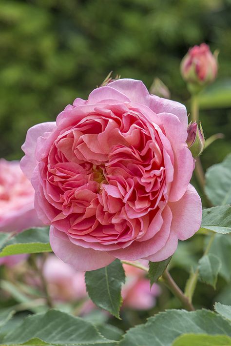 Boscobel Lilac Varieties, Rosen Beet, David Austin Rose, Hgtv Garden, Austin Rose, Fragrant Roses, Fragrant Garden, Areas Verdes, David Austin Roses