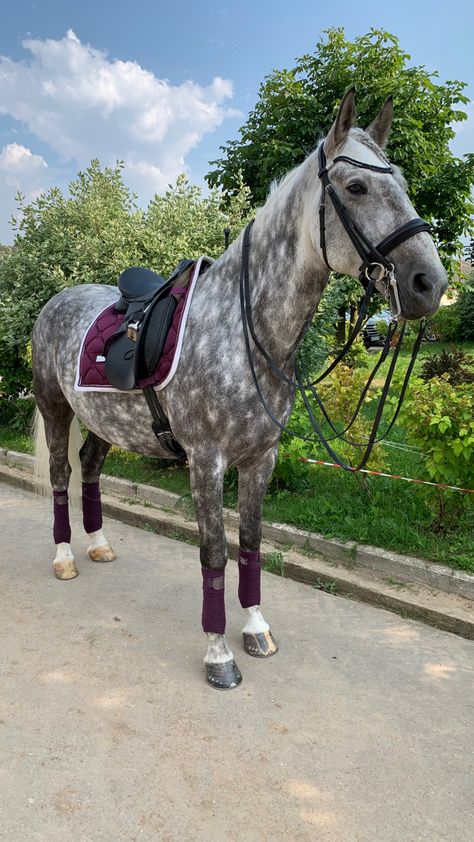 Horseback Riding Outfit, Aesthetic Equestrian, Riding Outfit Equestrian, Dapple Grey Horses, Grey Horses, Gray Horse, Equestrian Outfit, Show Jumping Horses, Horse Riding Outfit