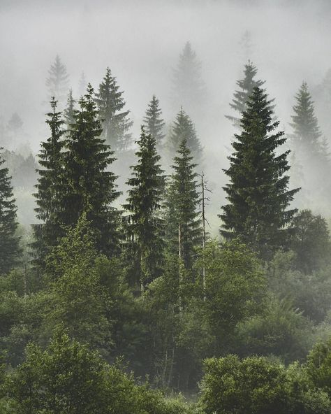 Delta Breezes, Grace Upon Grace, Best Travel Destinations, Foggy Forest, Pretty Backgrounds, Pine Forest, Landscape Pictures, Landscape Walls, Landscape Wall Art